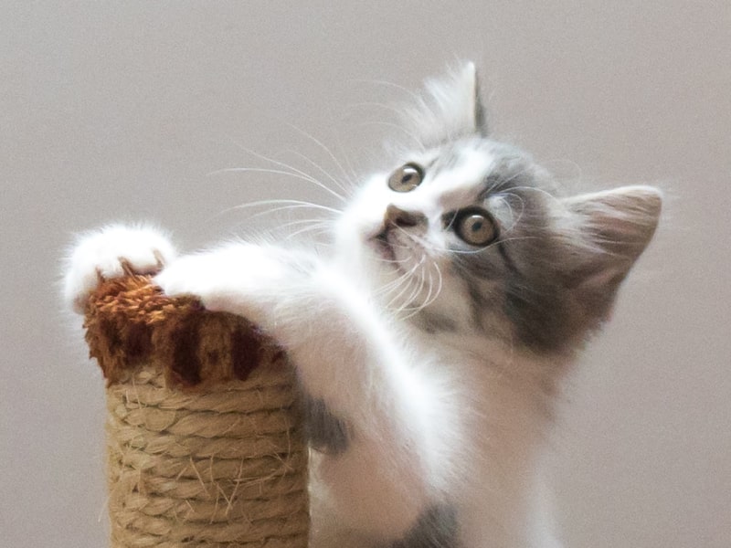 Will Tums Hurt A Puppy